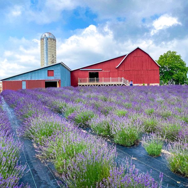 Lavender Hill Farm in bloom