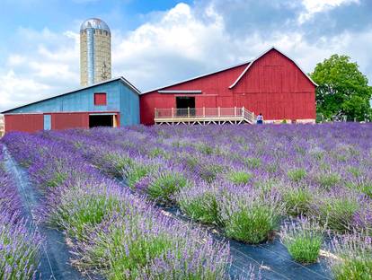 Lavender Hill Farm field and red barn