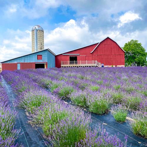 Lavender Hill Farm in bloom