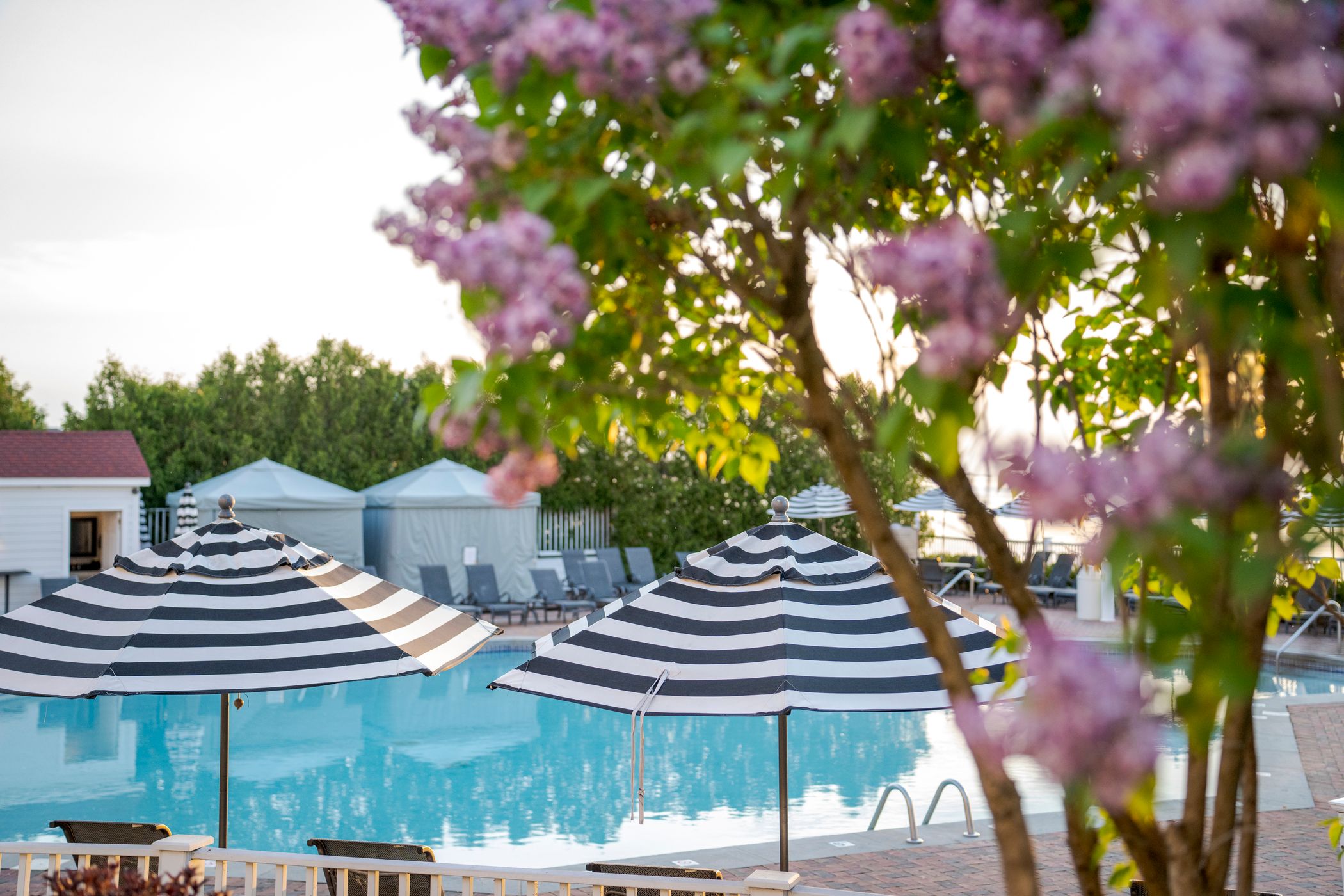 Spring lilacs and striped umbrellas at blue pool, golden hour
