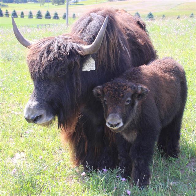 Yak and calf, Kiwidinok farm