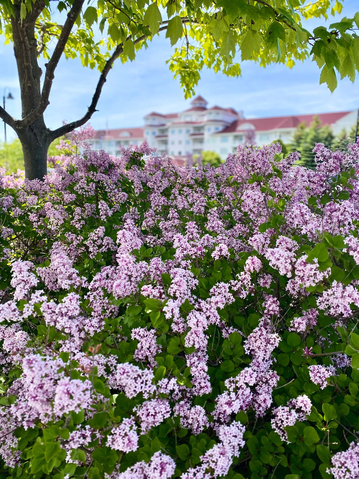 Beautiful lilacs in bloom with the Inn at Bay Harbor in the background