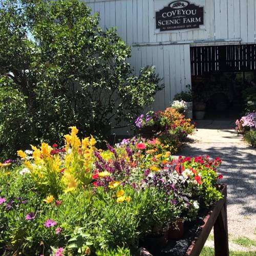 Coveyou Scenic Farm flowers