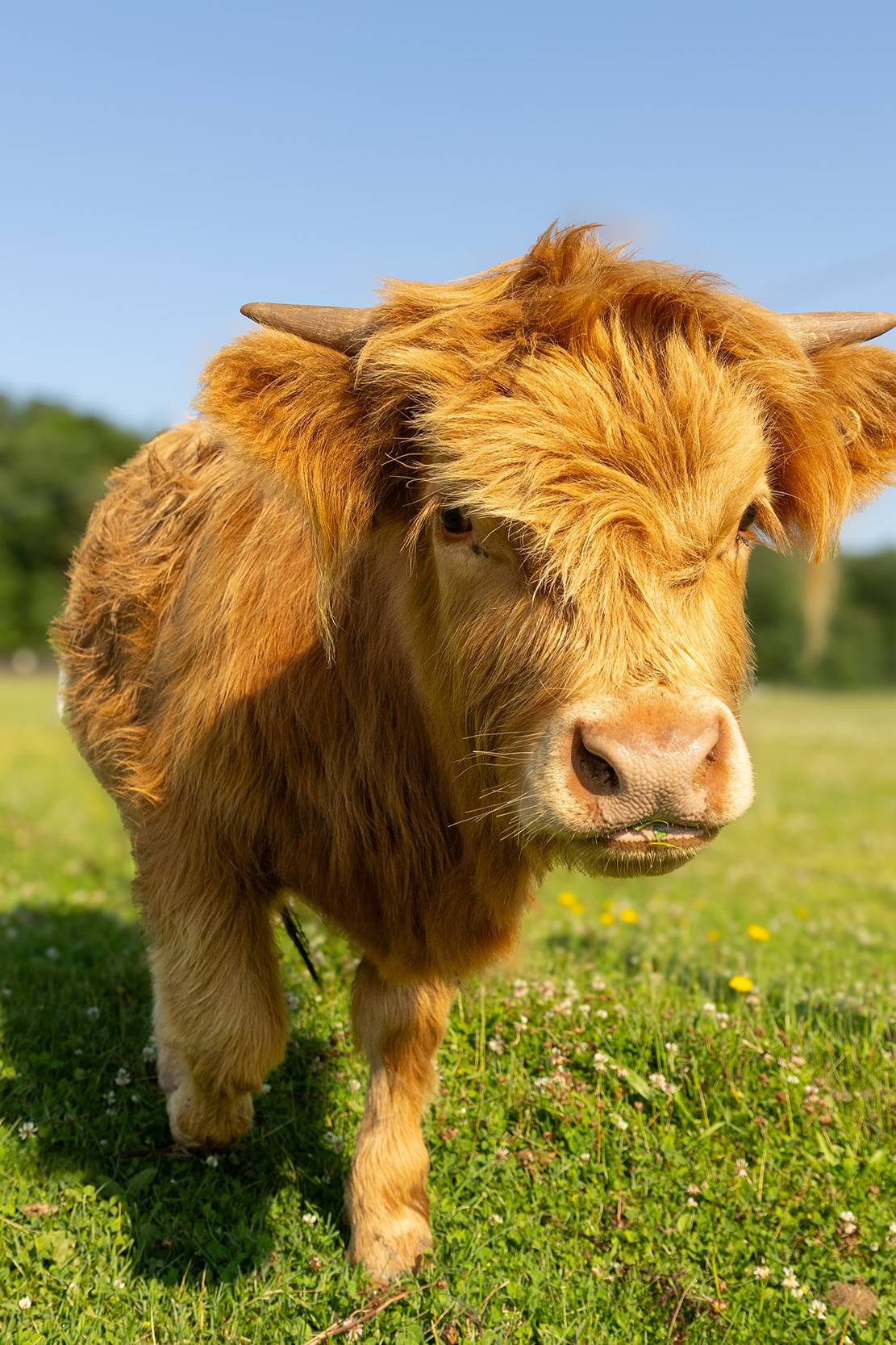 Highlands cow