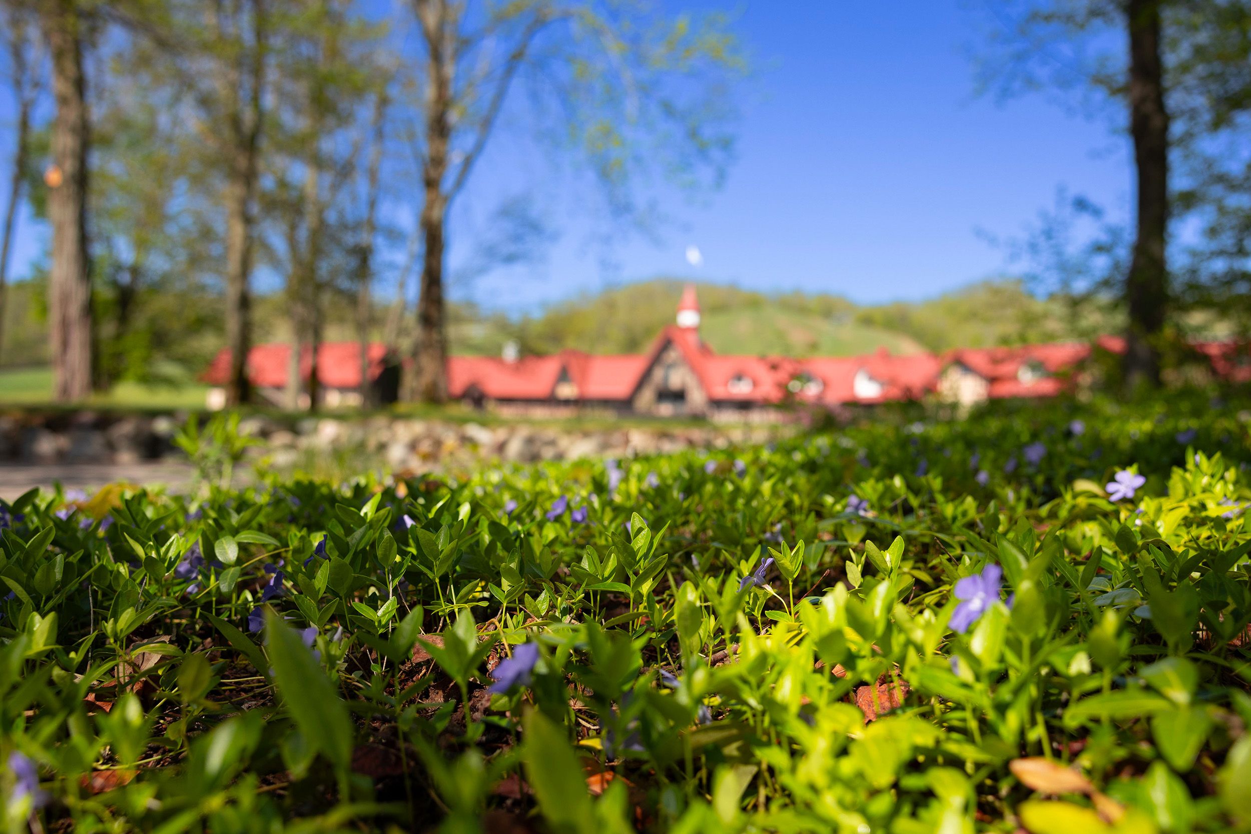 Image of violets with the Main Lodge in the background
