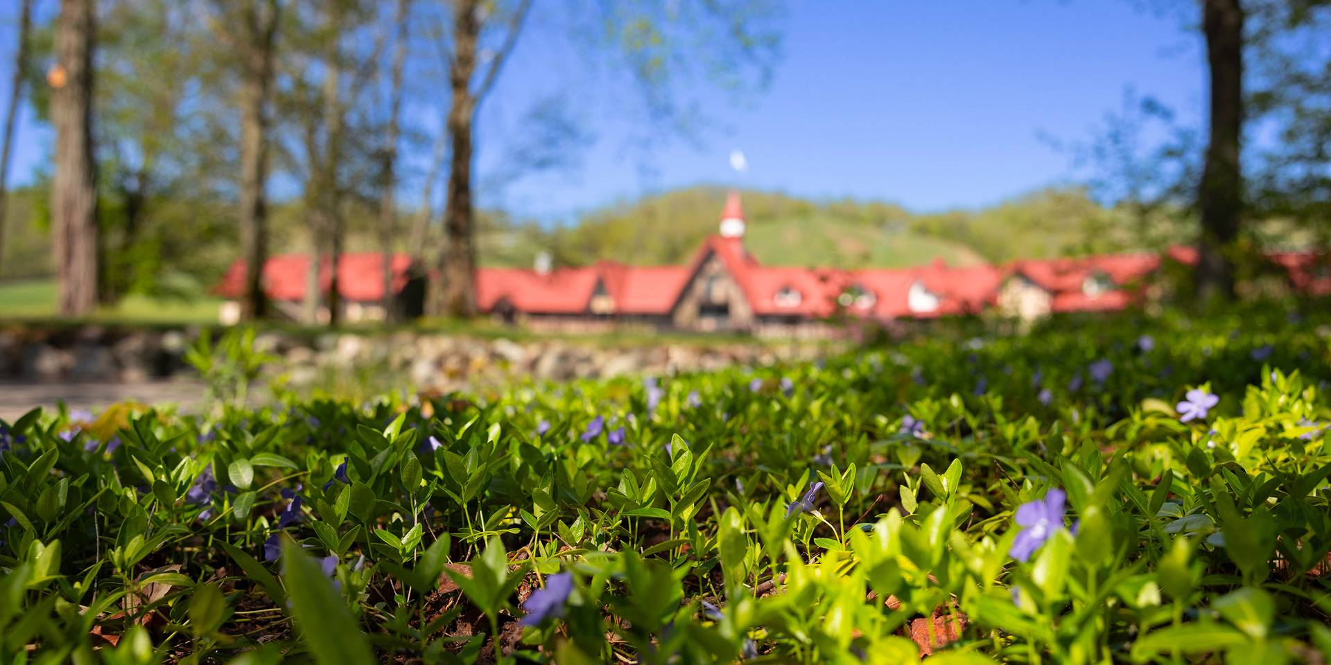 Image of violets with the Main Lodge in the background