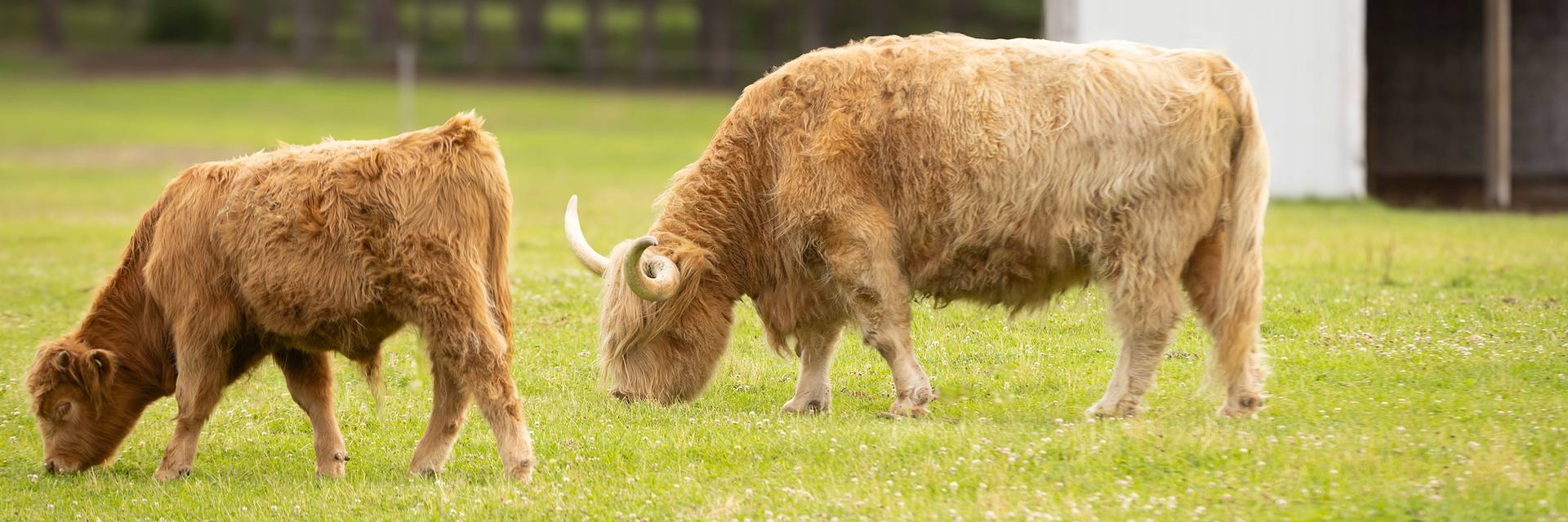 Highlands cows