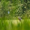 A golfer at The Highlands