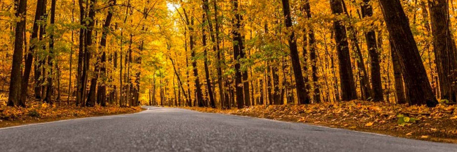 Tunnel of Trees during fall