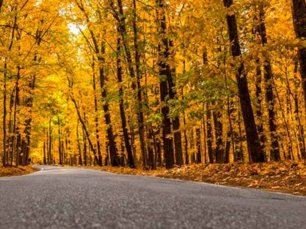 Tunnel of Trees during fall