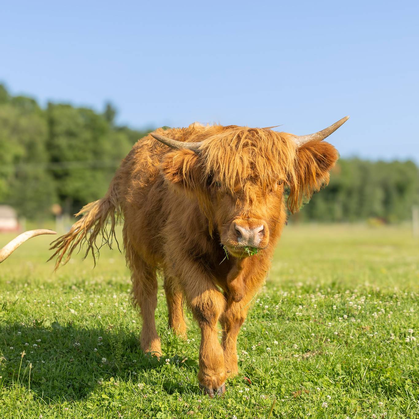 A Highlands cow