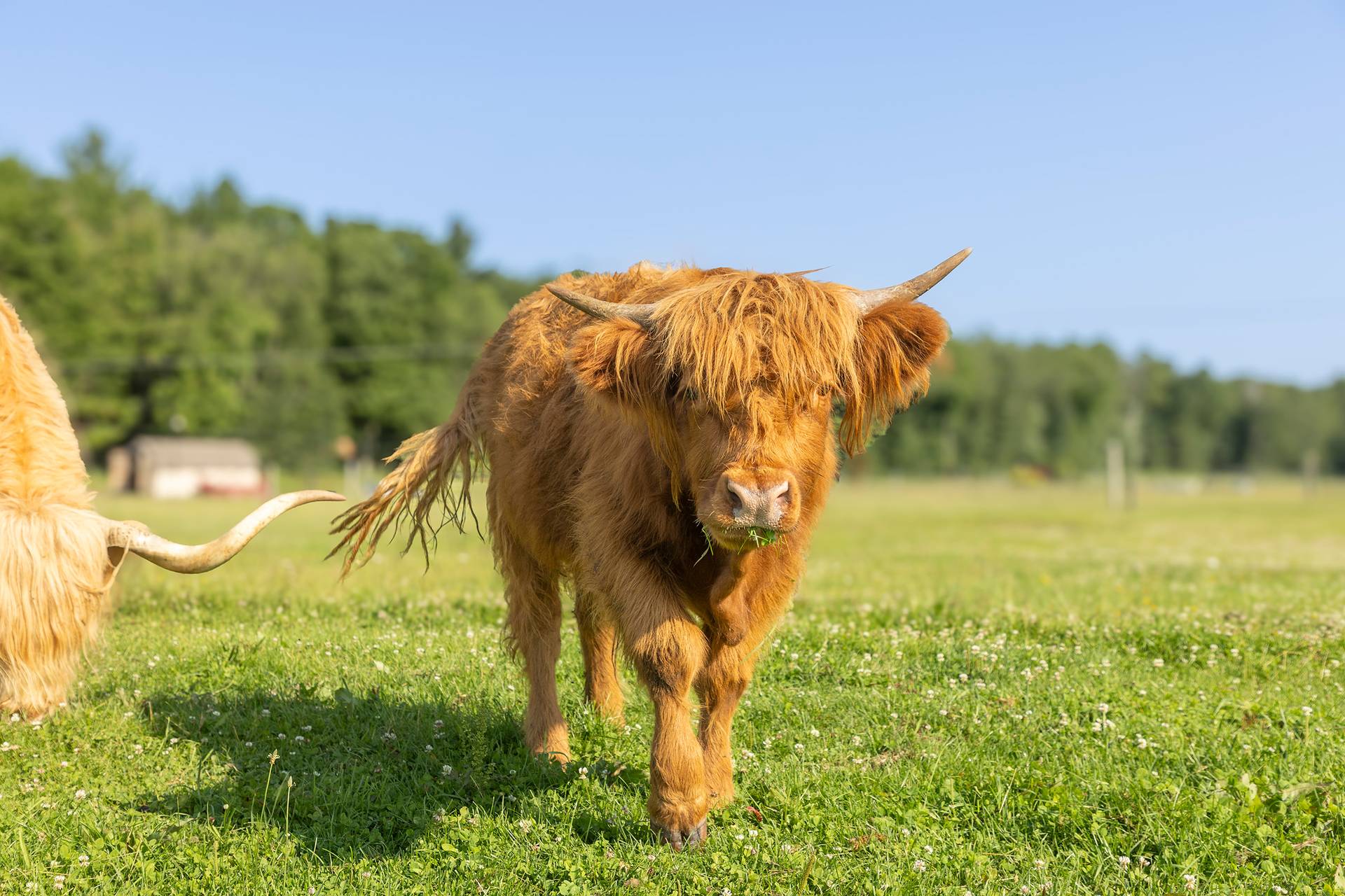 A Highlands cow