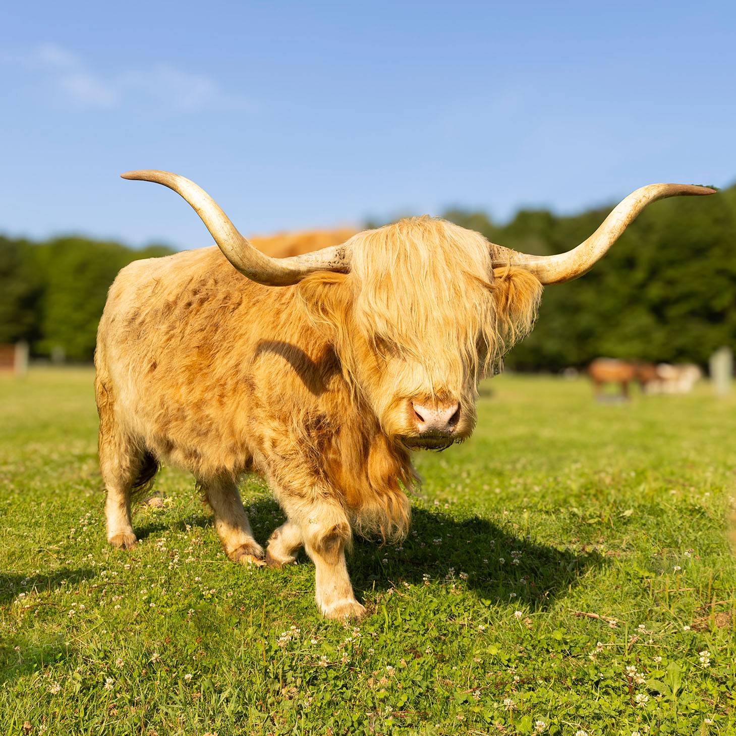 A highlands cow