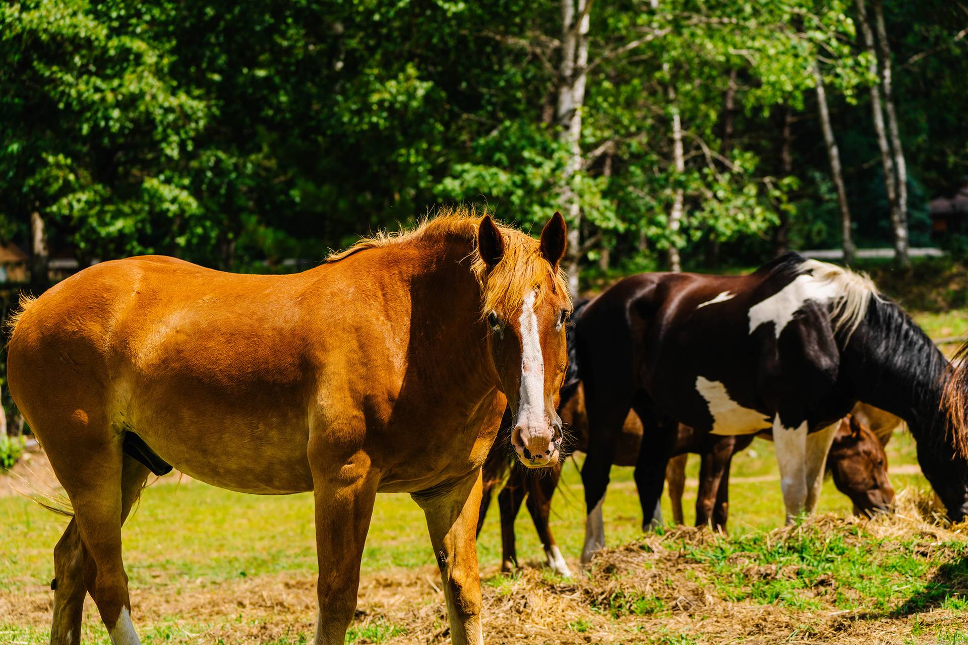 Horses at The Highlands