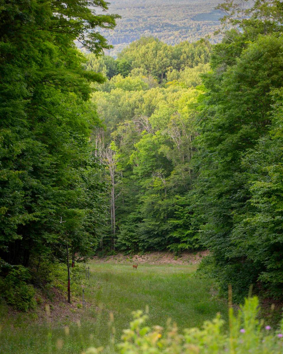 Hiking in Harbor Springs