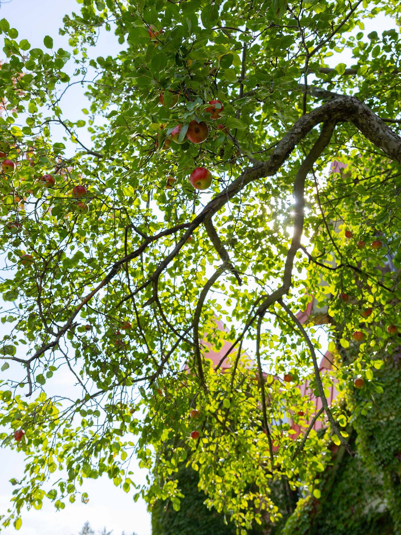 Apple tree at The Highlands