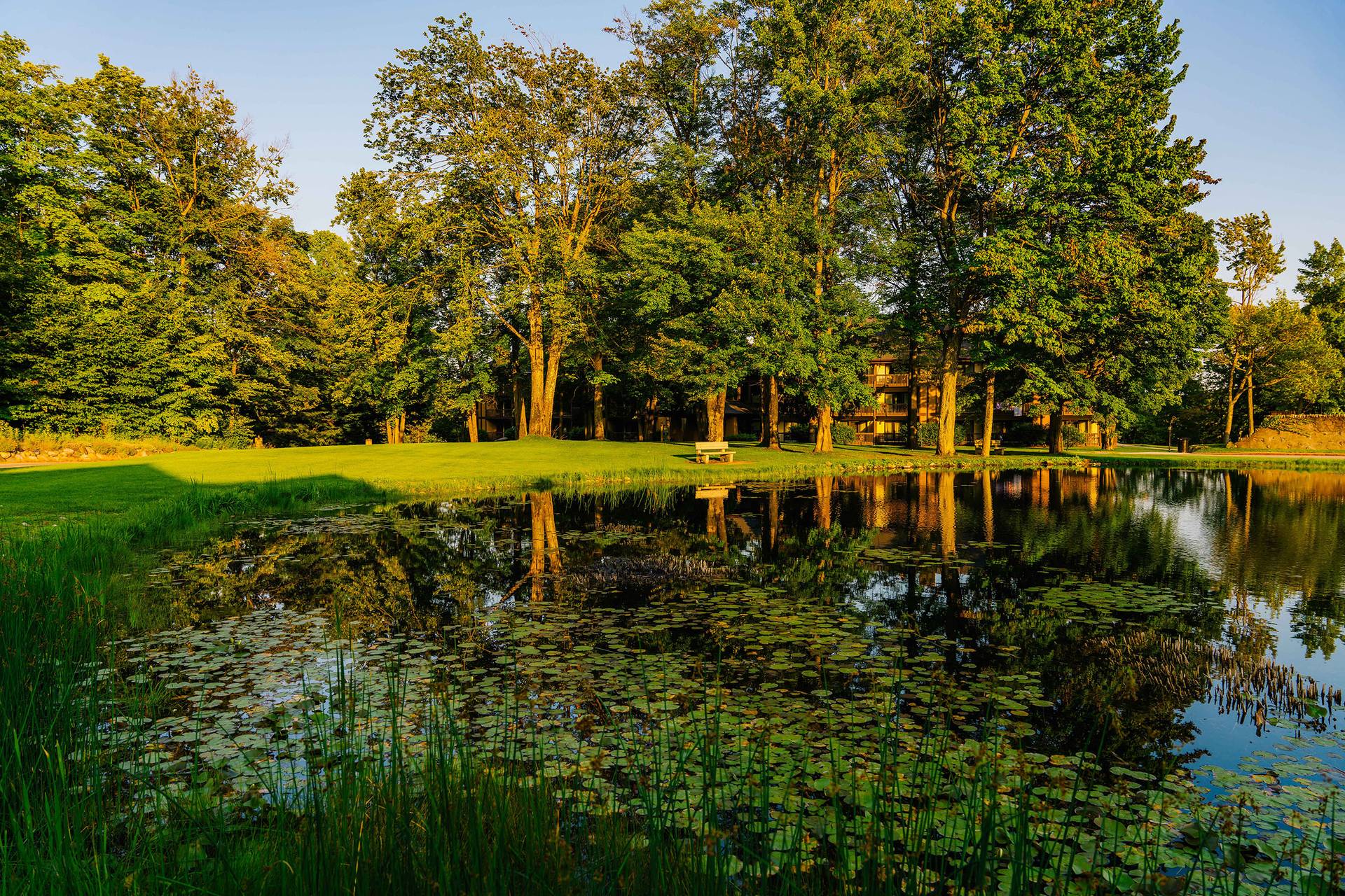 The pond