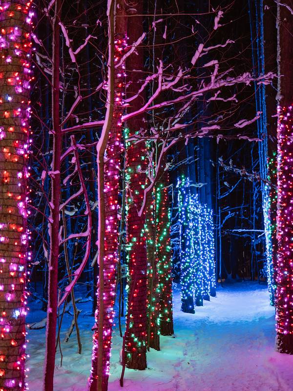 Enchanted trail lighted trees
