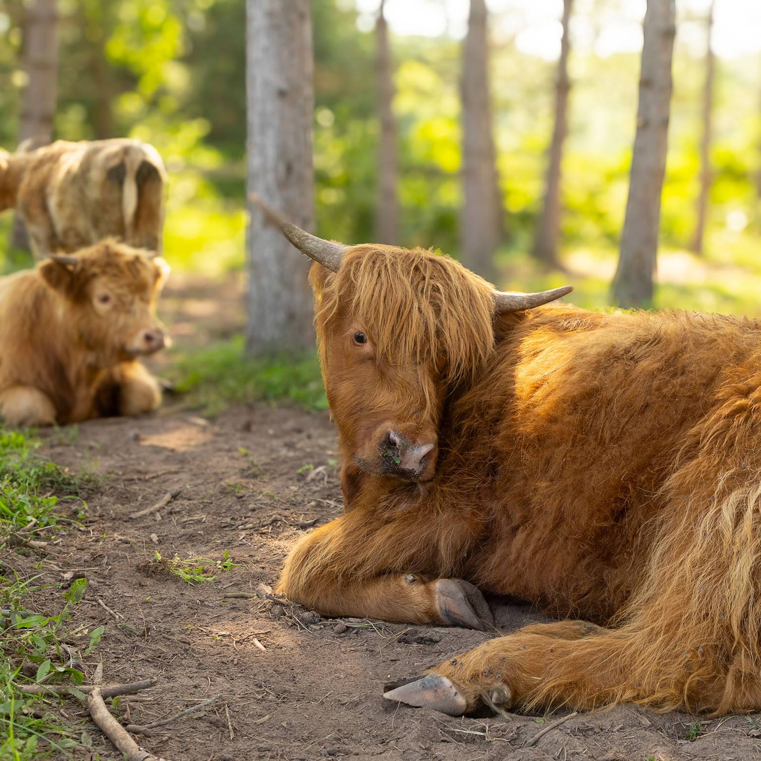 Highlands cows laying on the ground