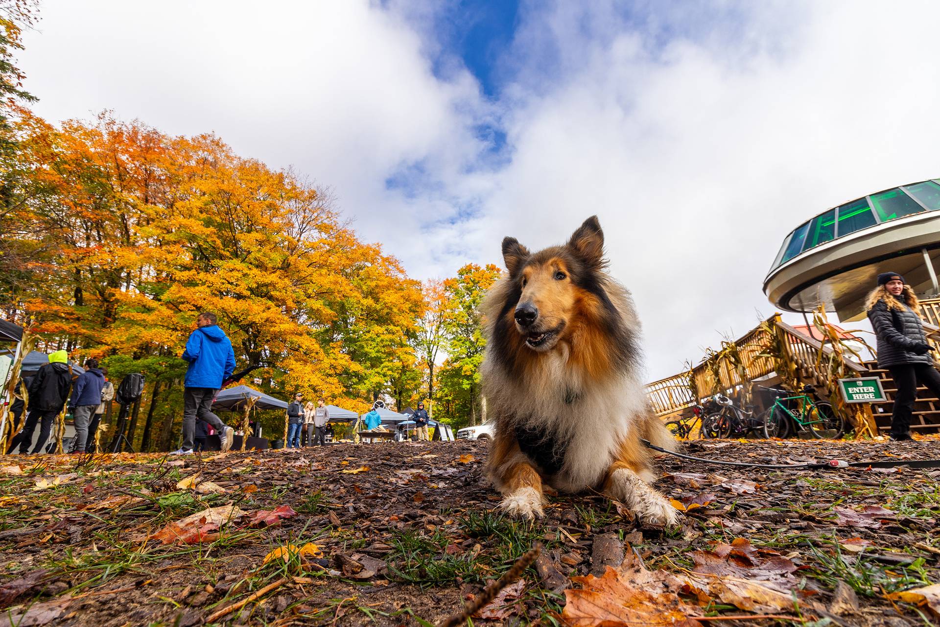 A dog laying down on the ground at The Highlands