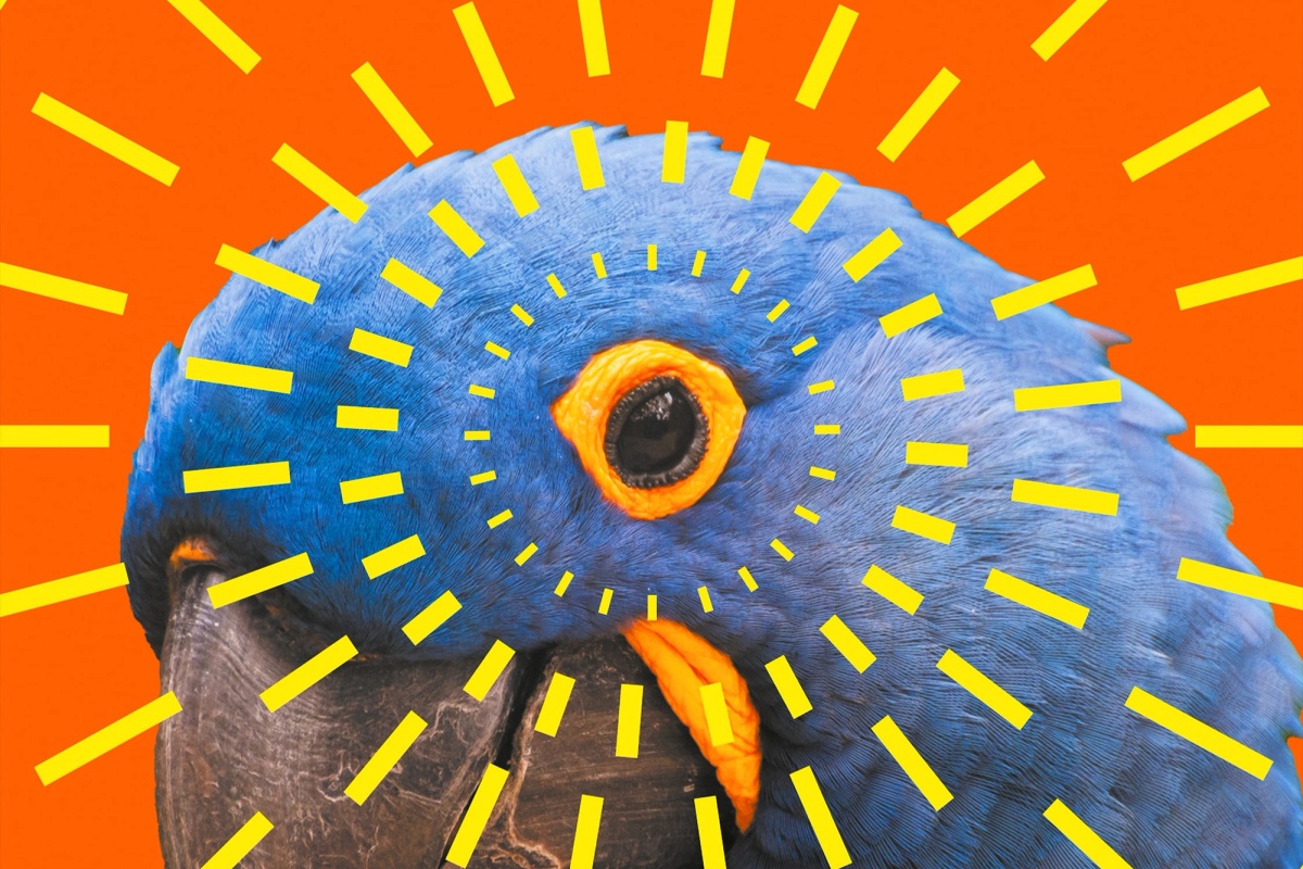 Jef Maarawi - Terra  Papagalli