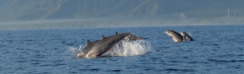 Dolphins