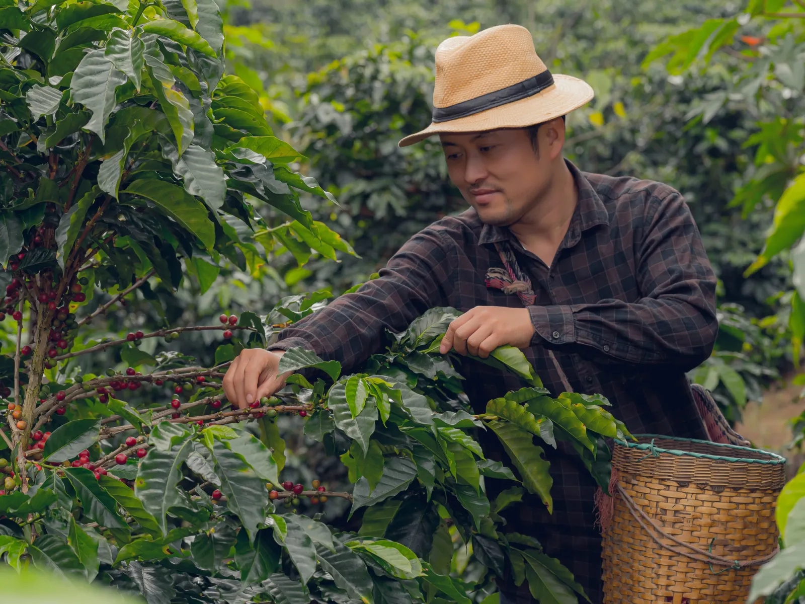 Tour Comunitario de Café