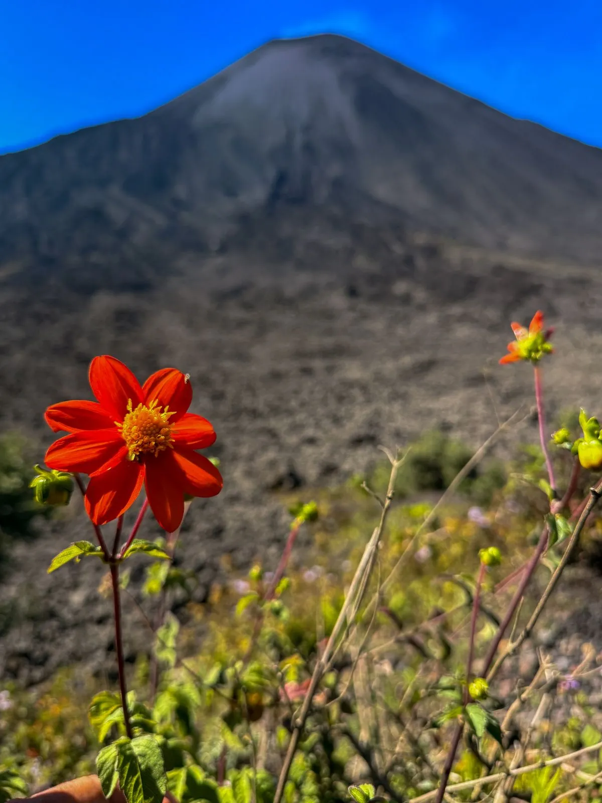 Volcán Pacaya: 4