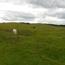 Town Moor