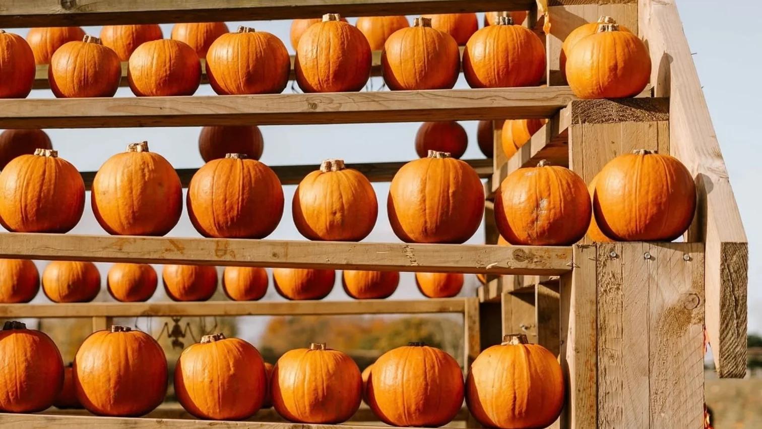 The Pumpkin Experience 2026 at Brocksbushes Farm Shop
