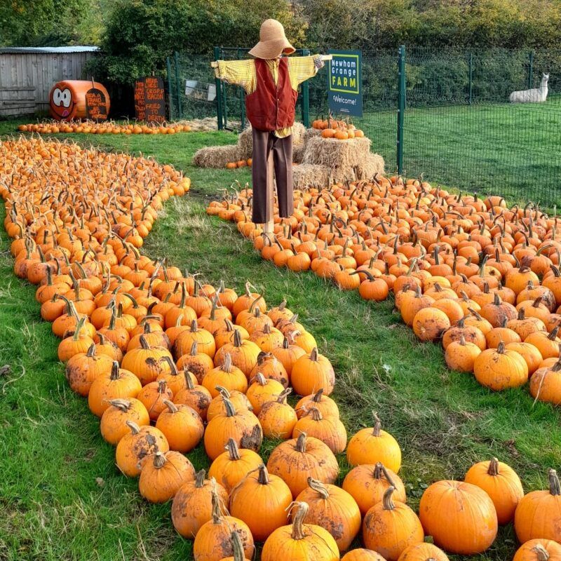 Halloween at Newham Grange Farm 2026 at Newham Grange Farm