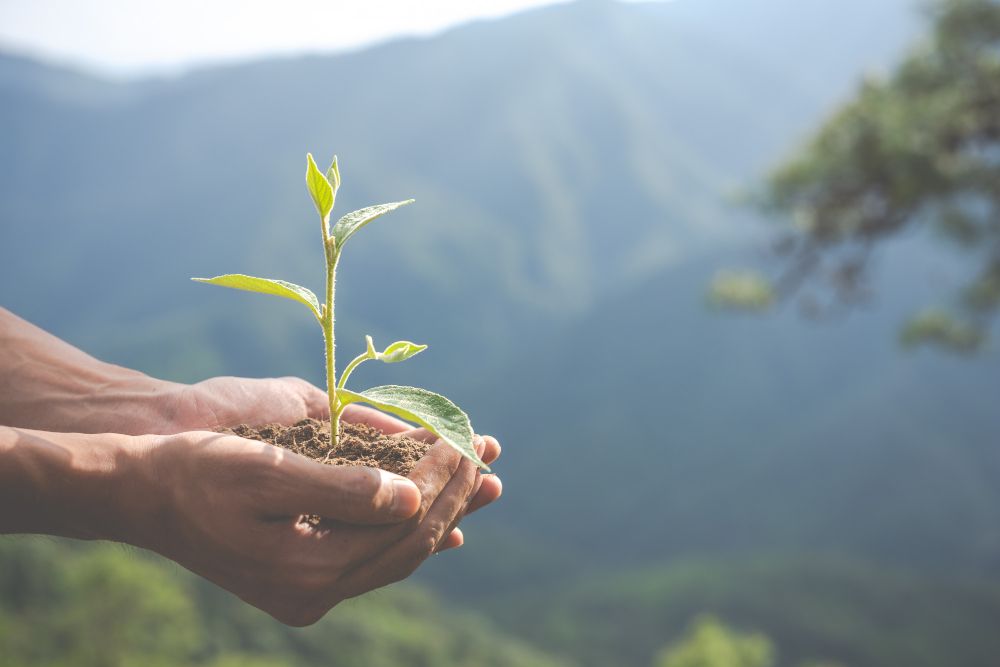 image of hands holding dirt and a sprouting plant