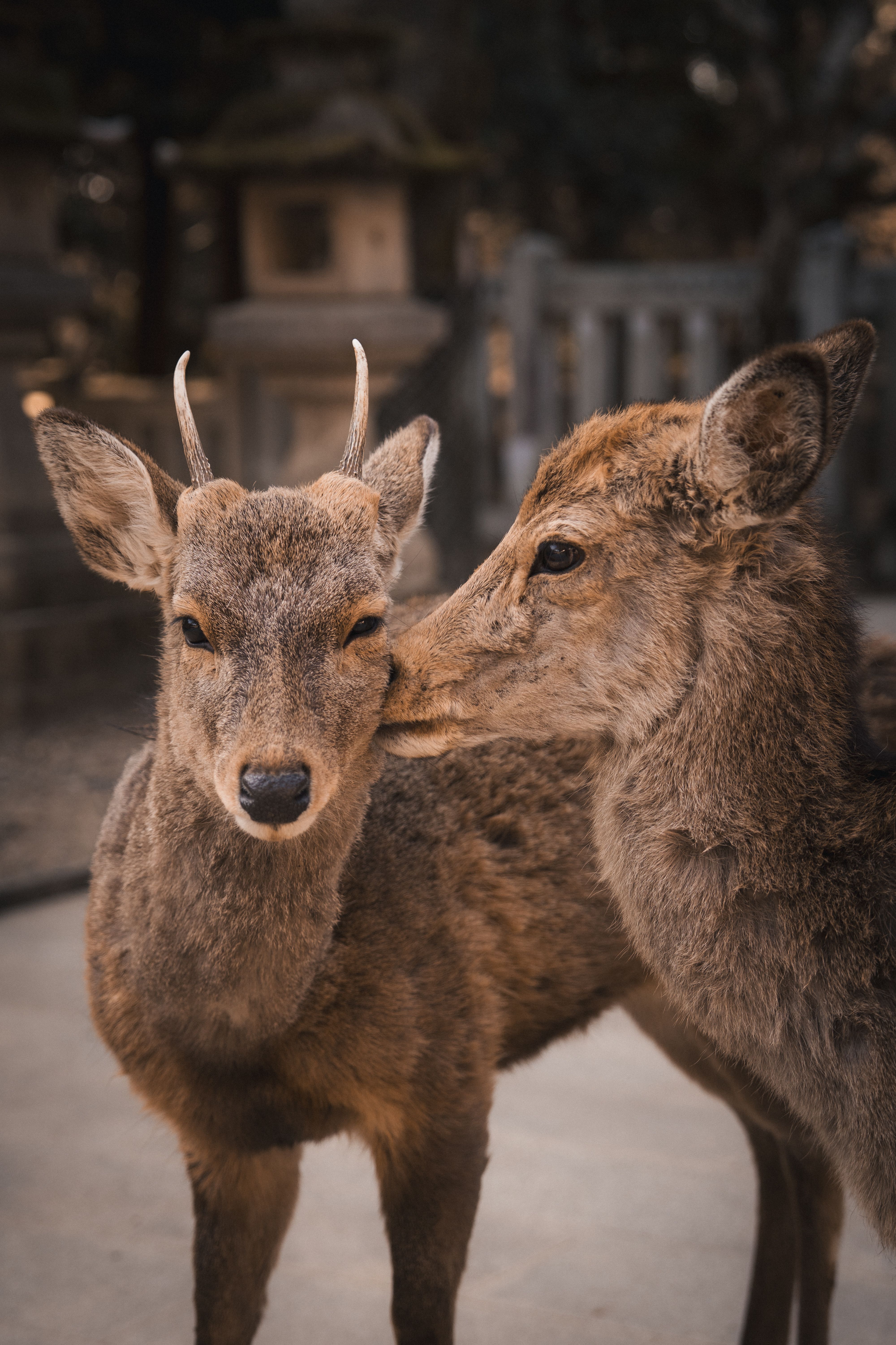 Deer