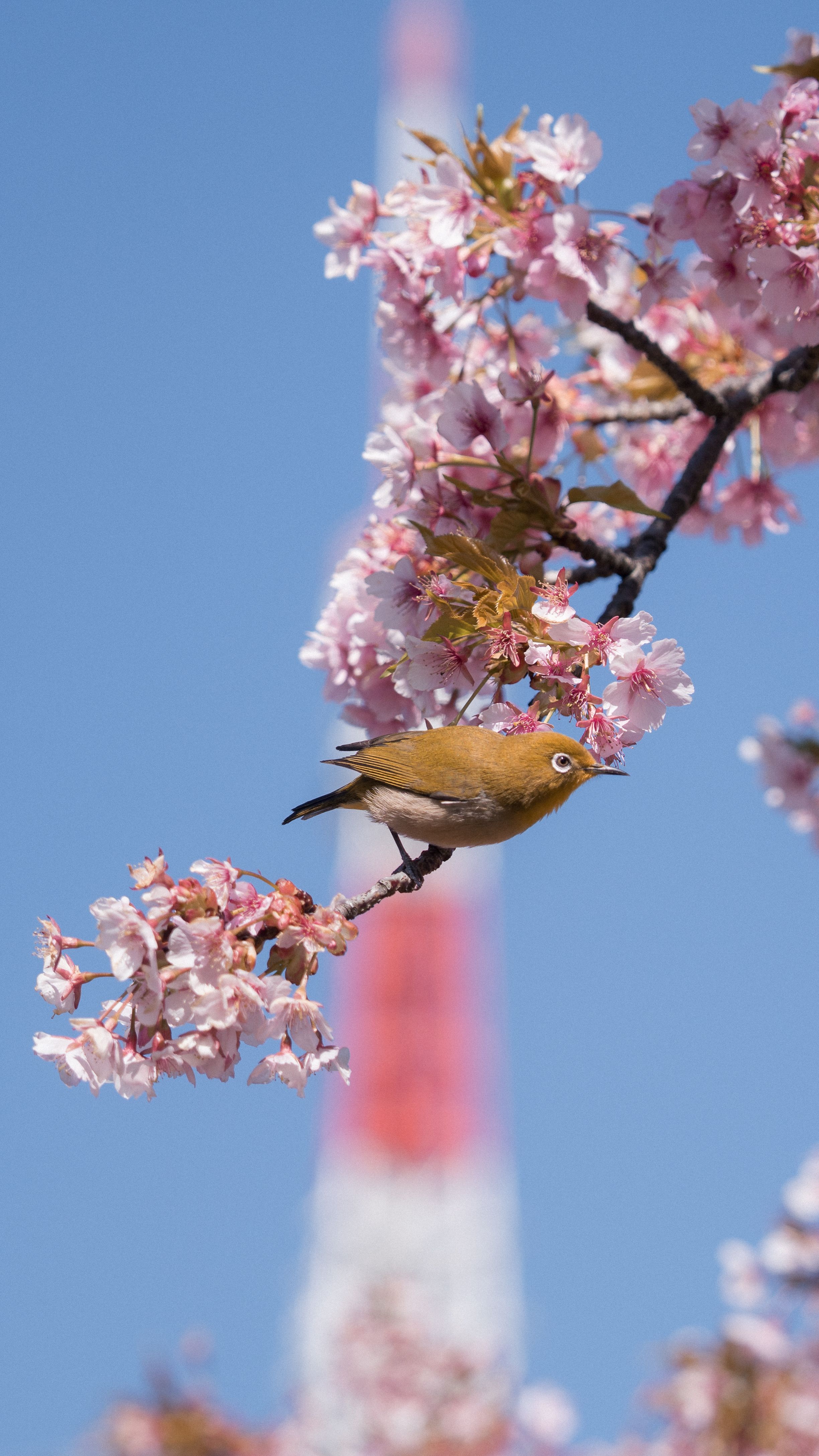 Tokyo Tower — Minato city