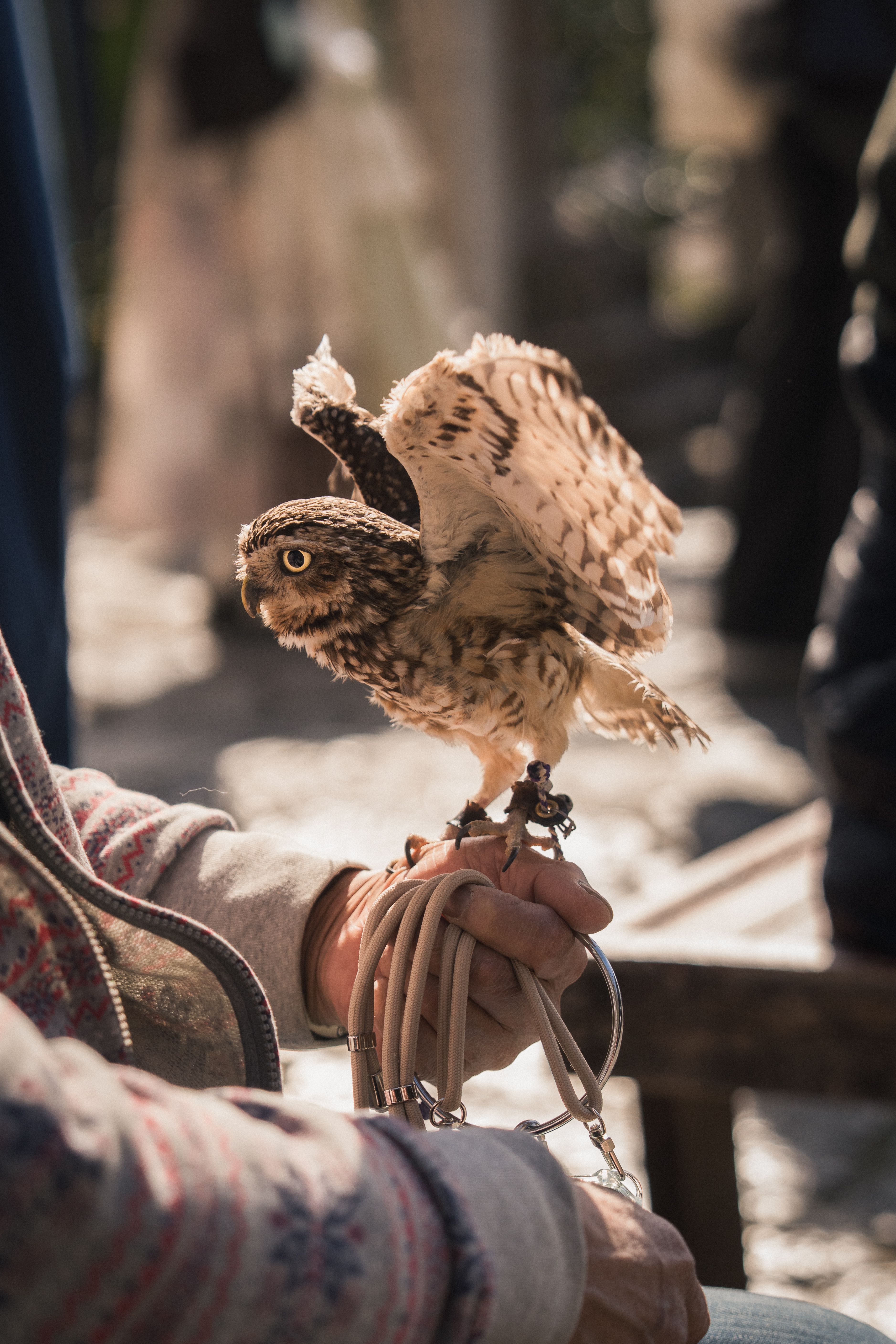 An Owl in Its Caretaker's Hands