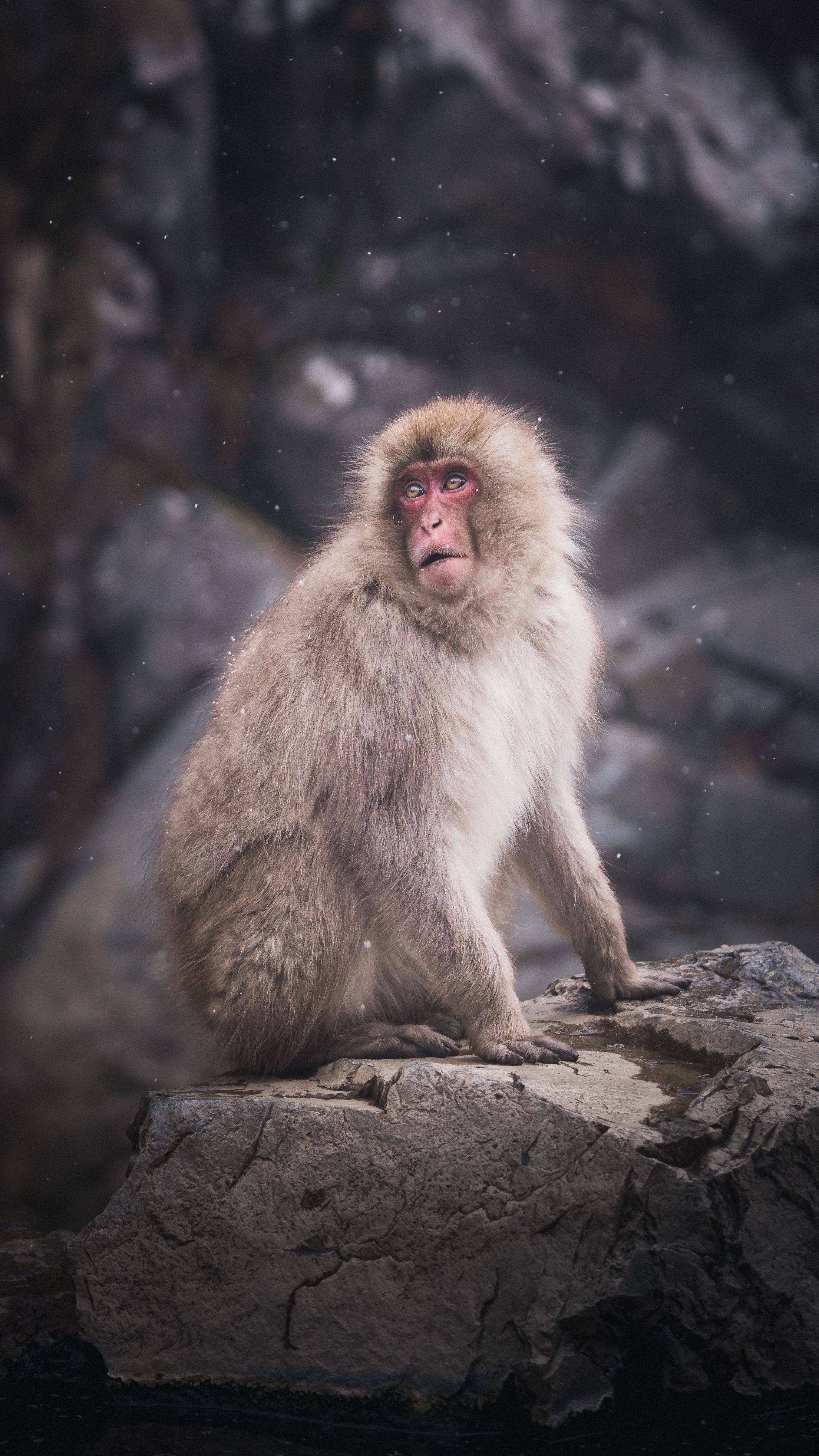 snow-monkeys-2