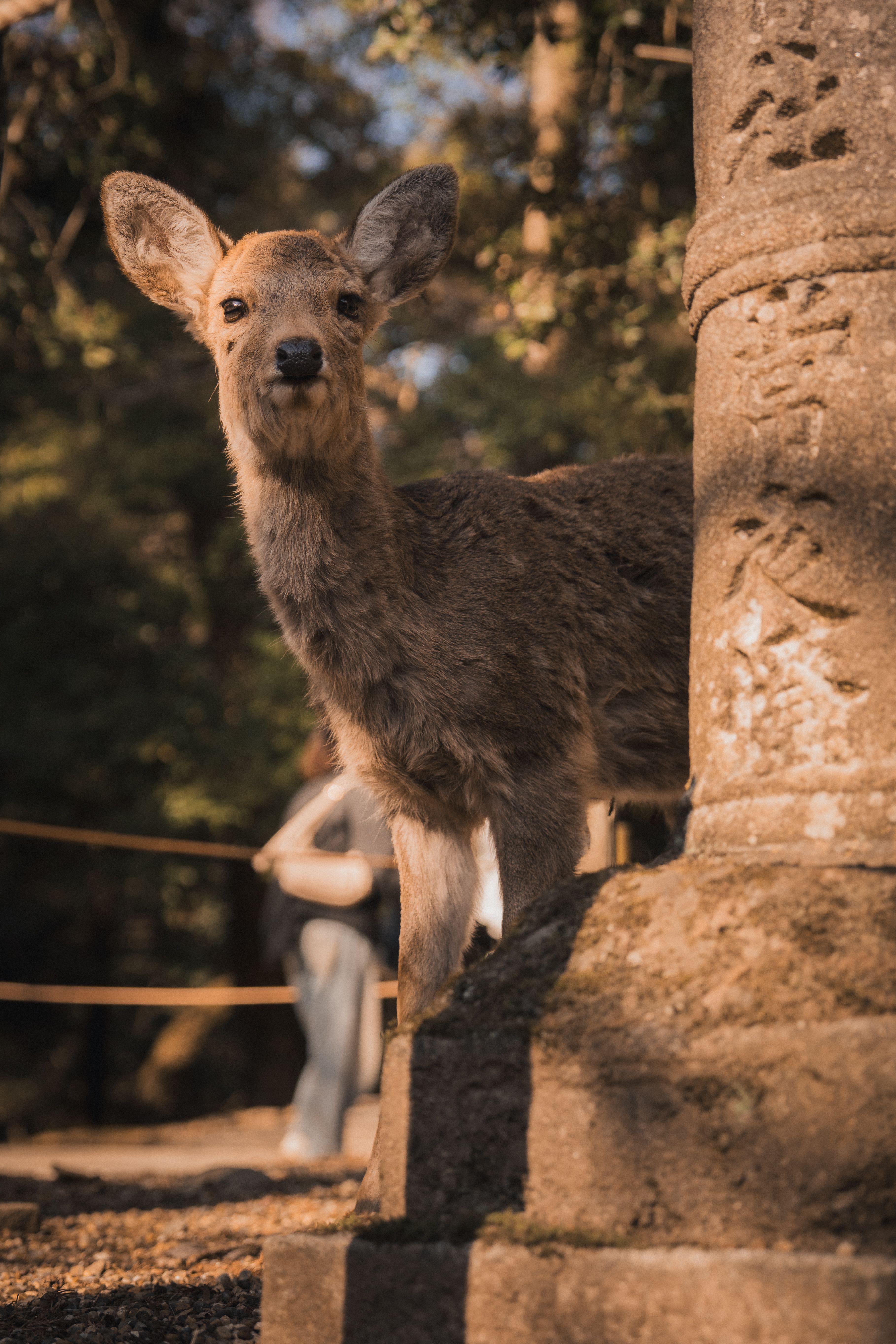 Deer