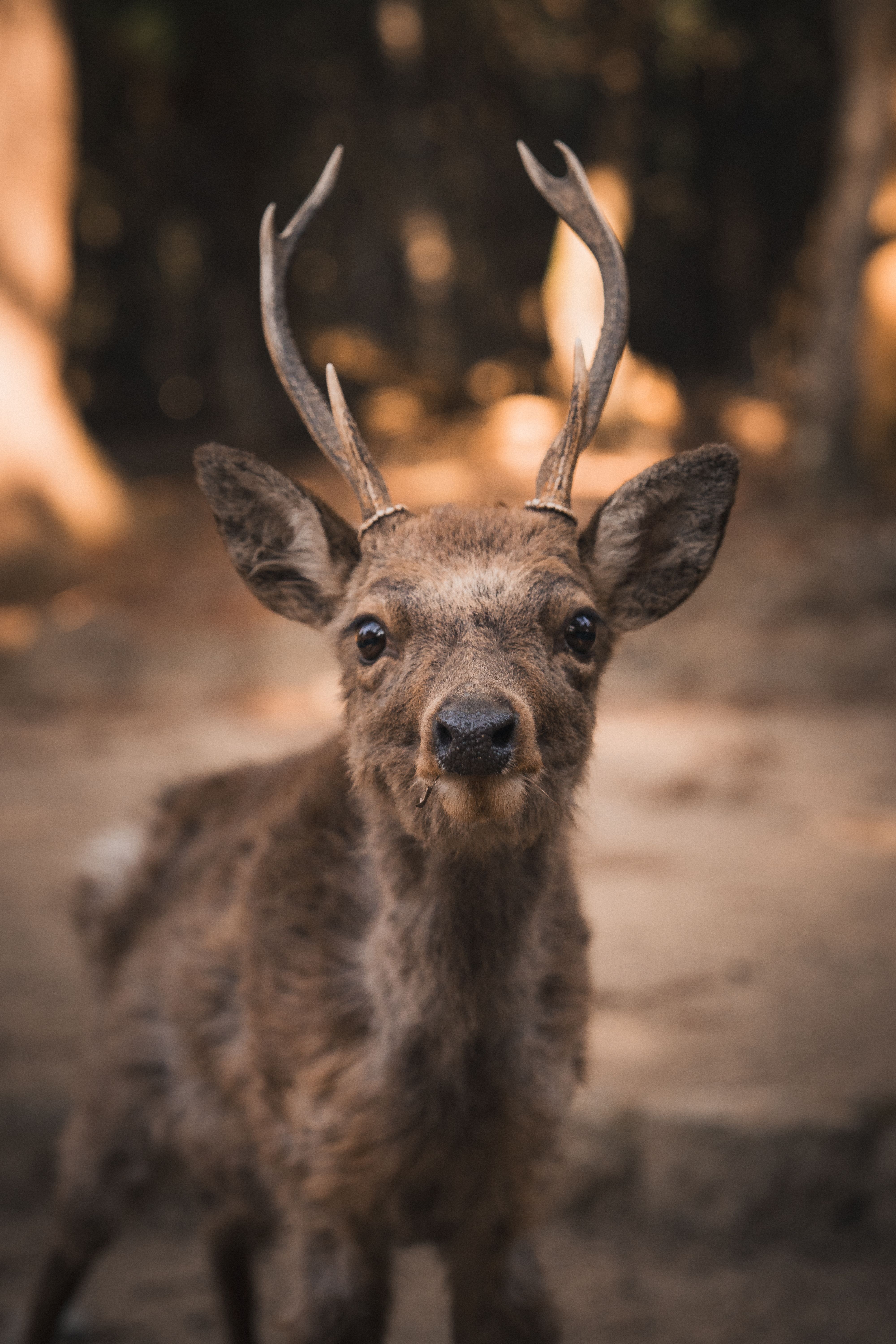 Antlers — Each year, Nara's male deer grow an entirely new set of antlers.
