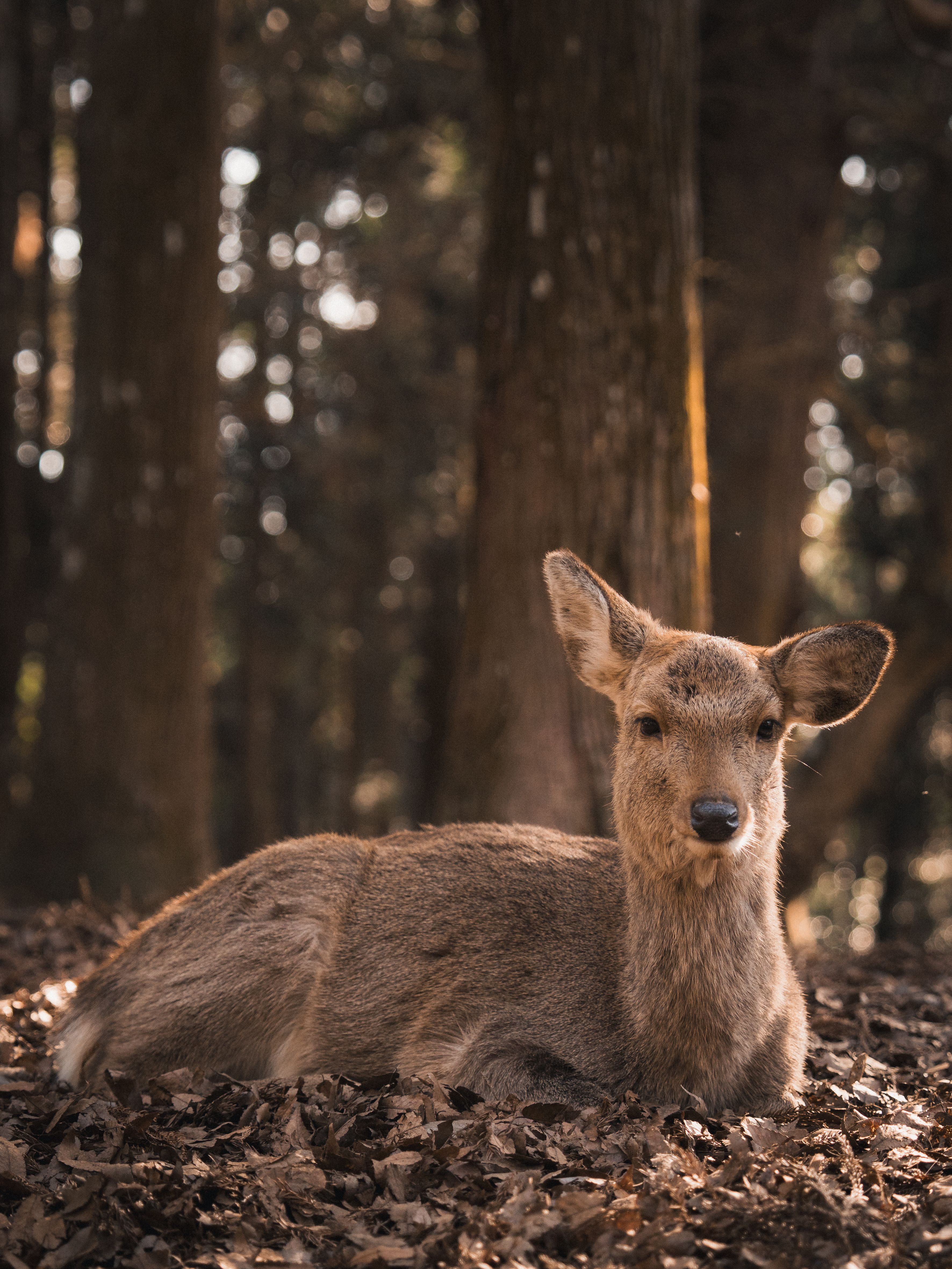 Deer
