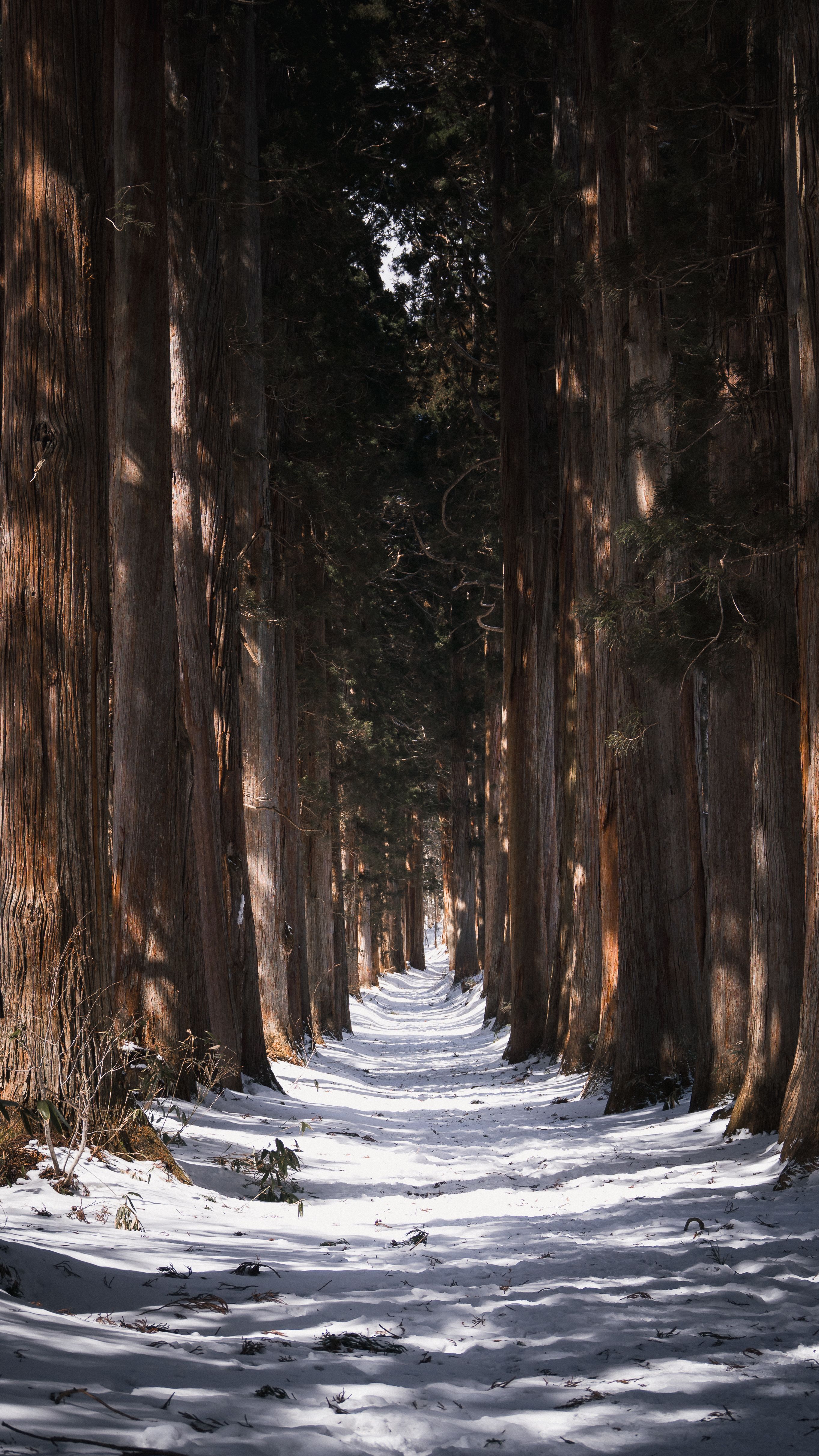 Avenue of Cedars — Around 300 Japanese cedars, many over 400 years old, line the path to Togakushi Shrine