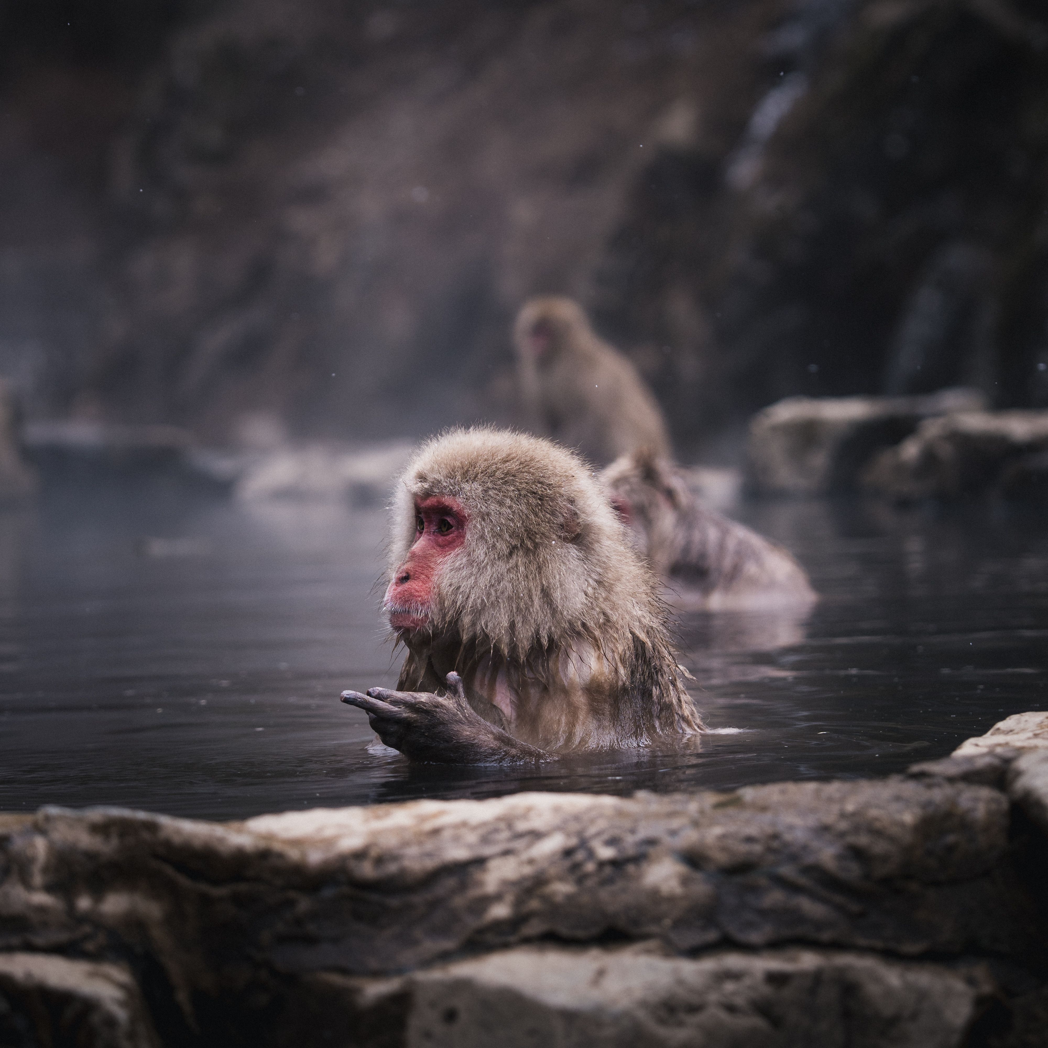 snow-monkeys-4