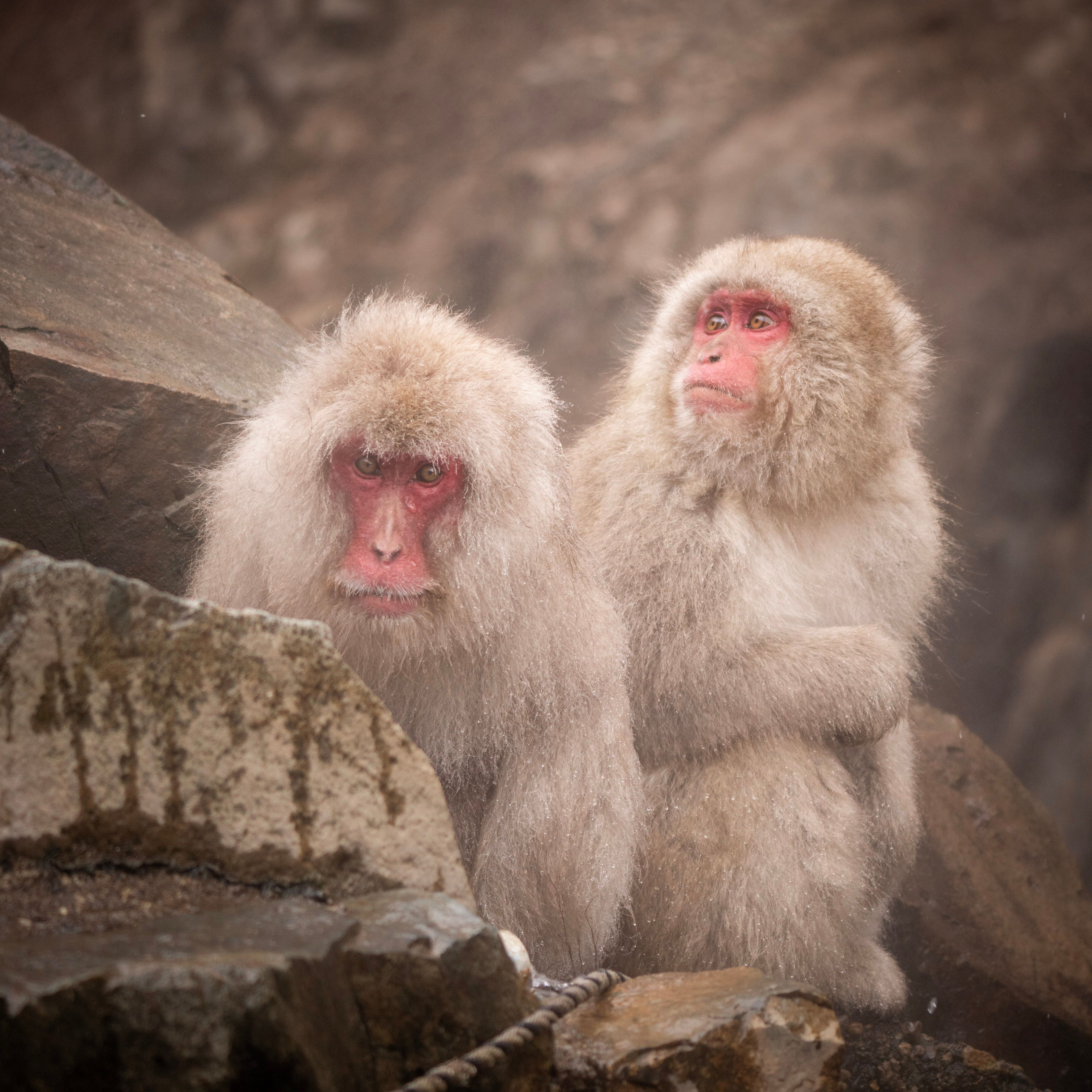 snow-monkeys-0