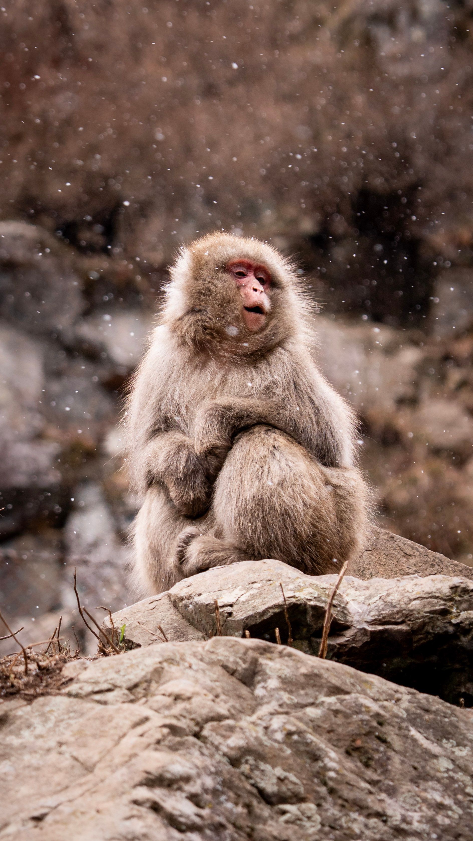 snow-monkeys-1