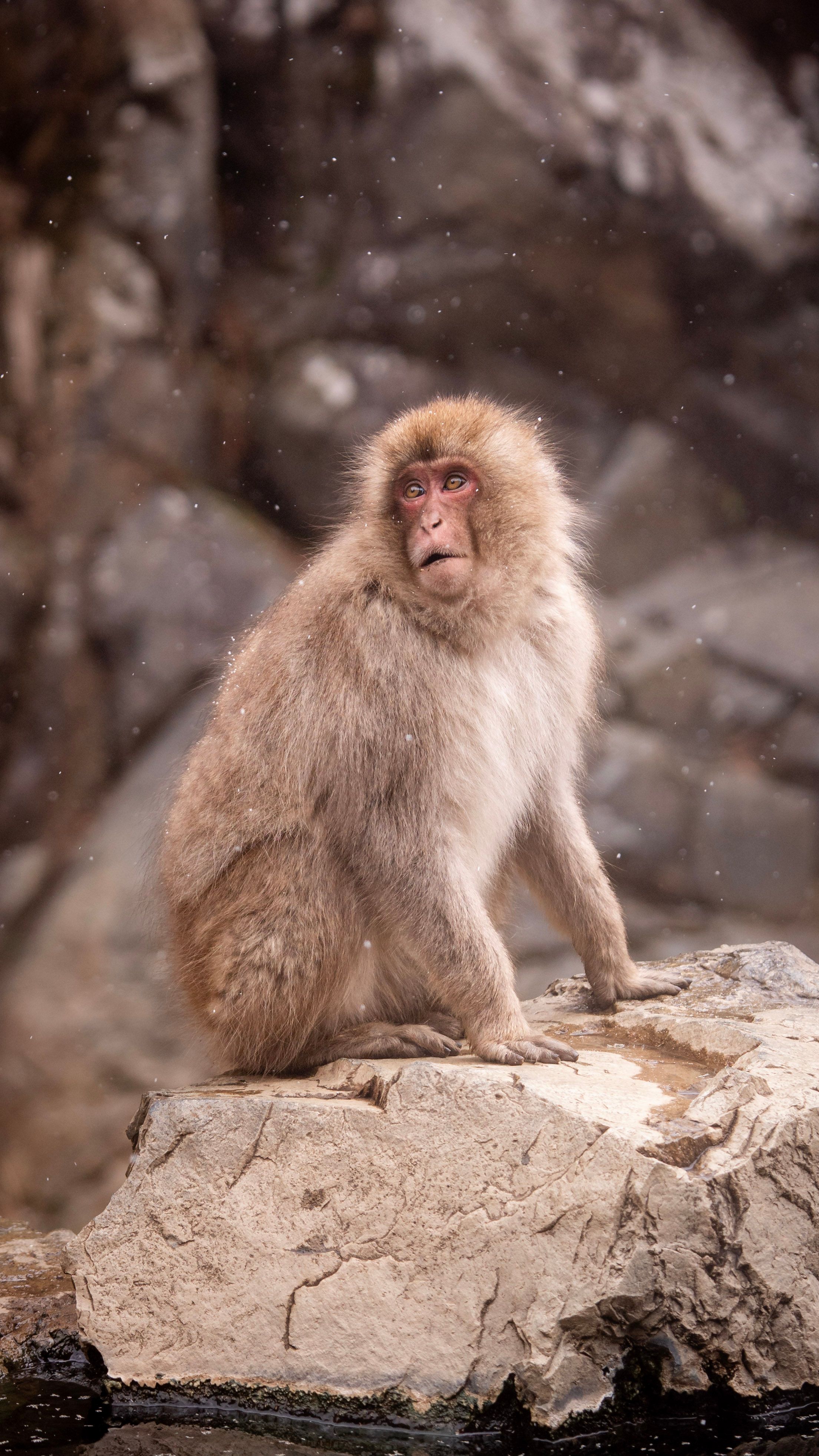 snow-monkeys-2