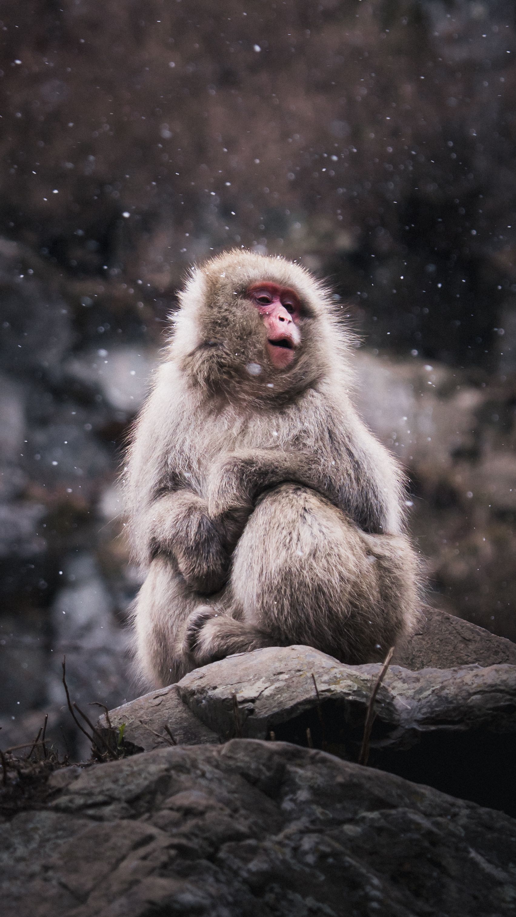 snow-monkeys-1