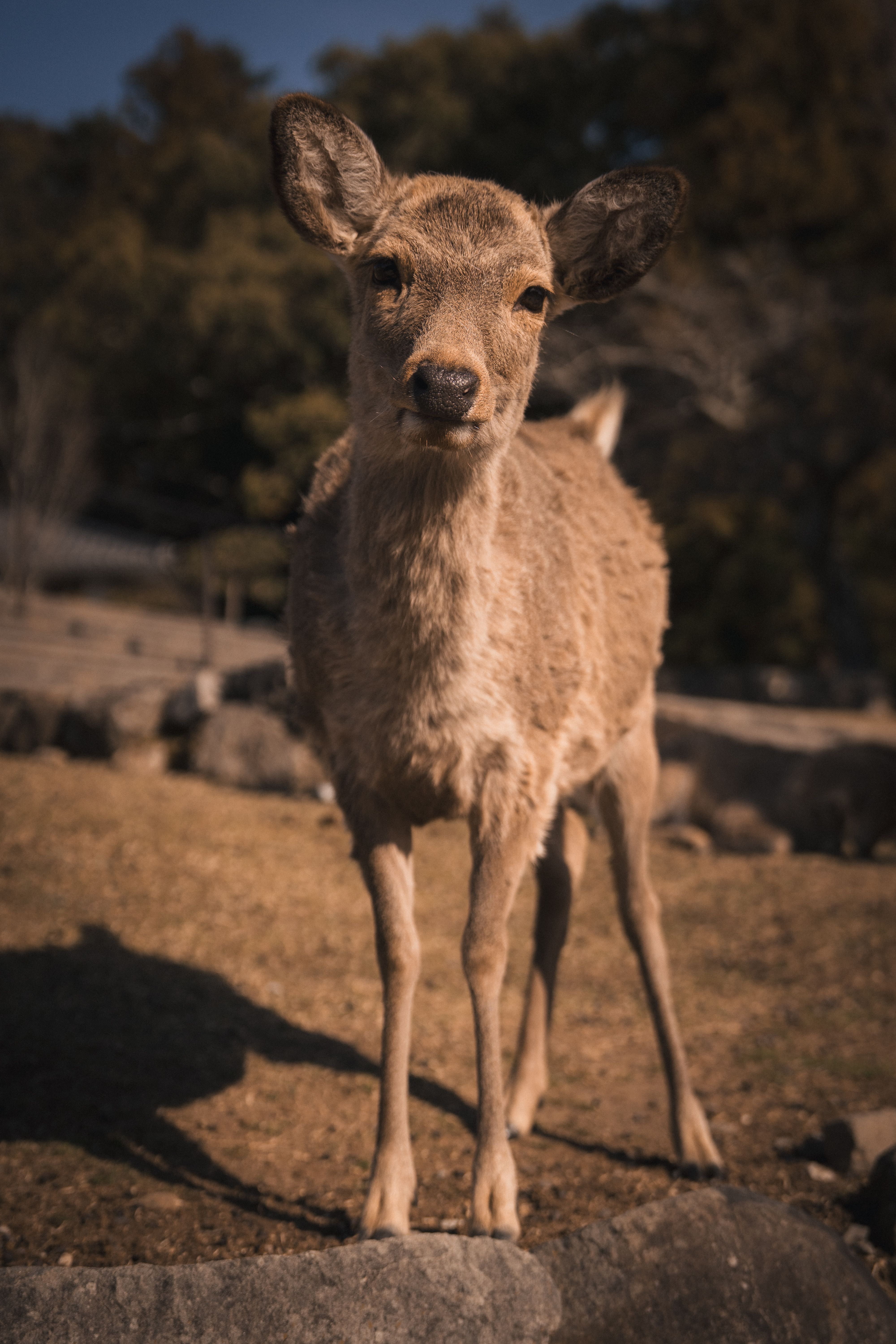 Deer