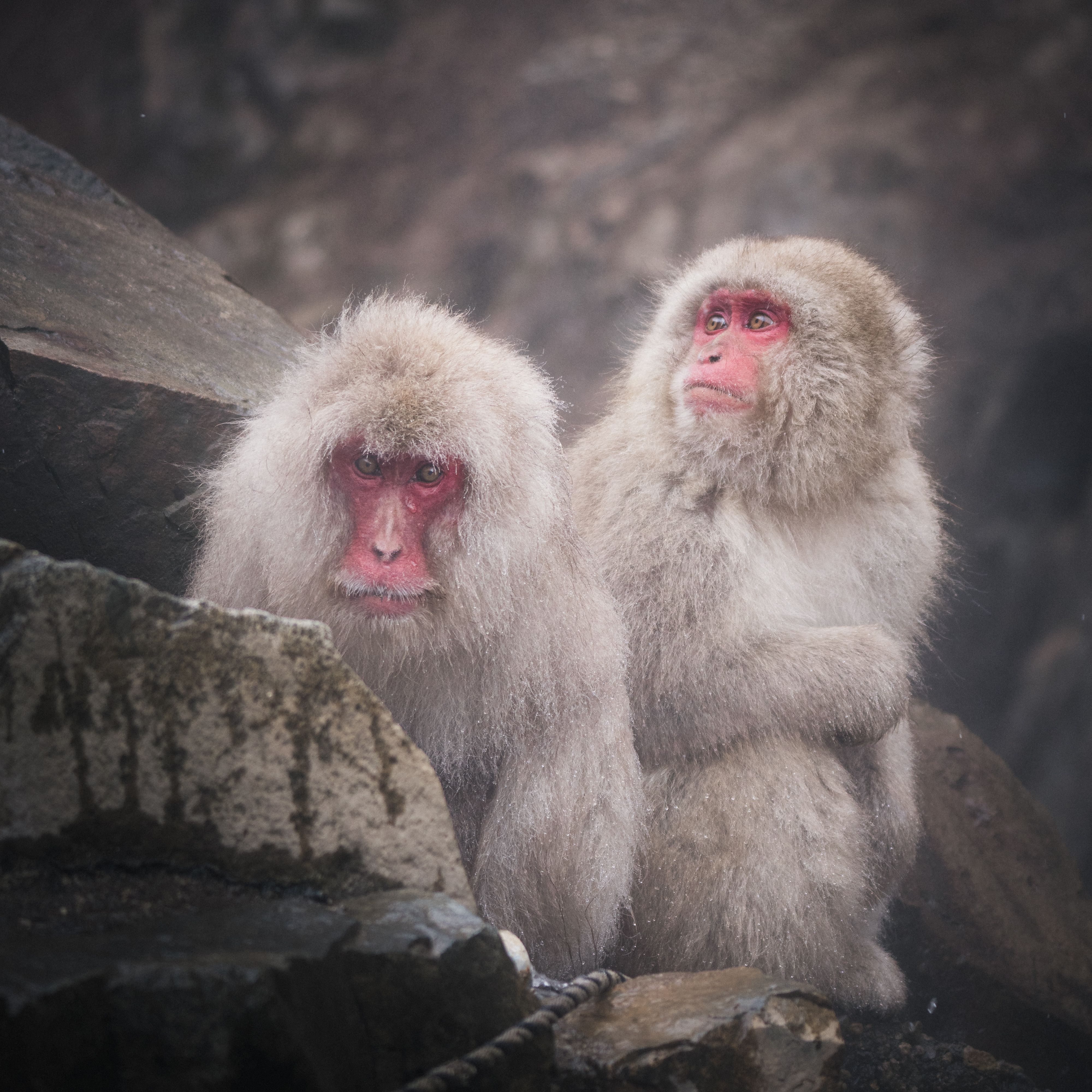 snow-monkeys-0
