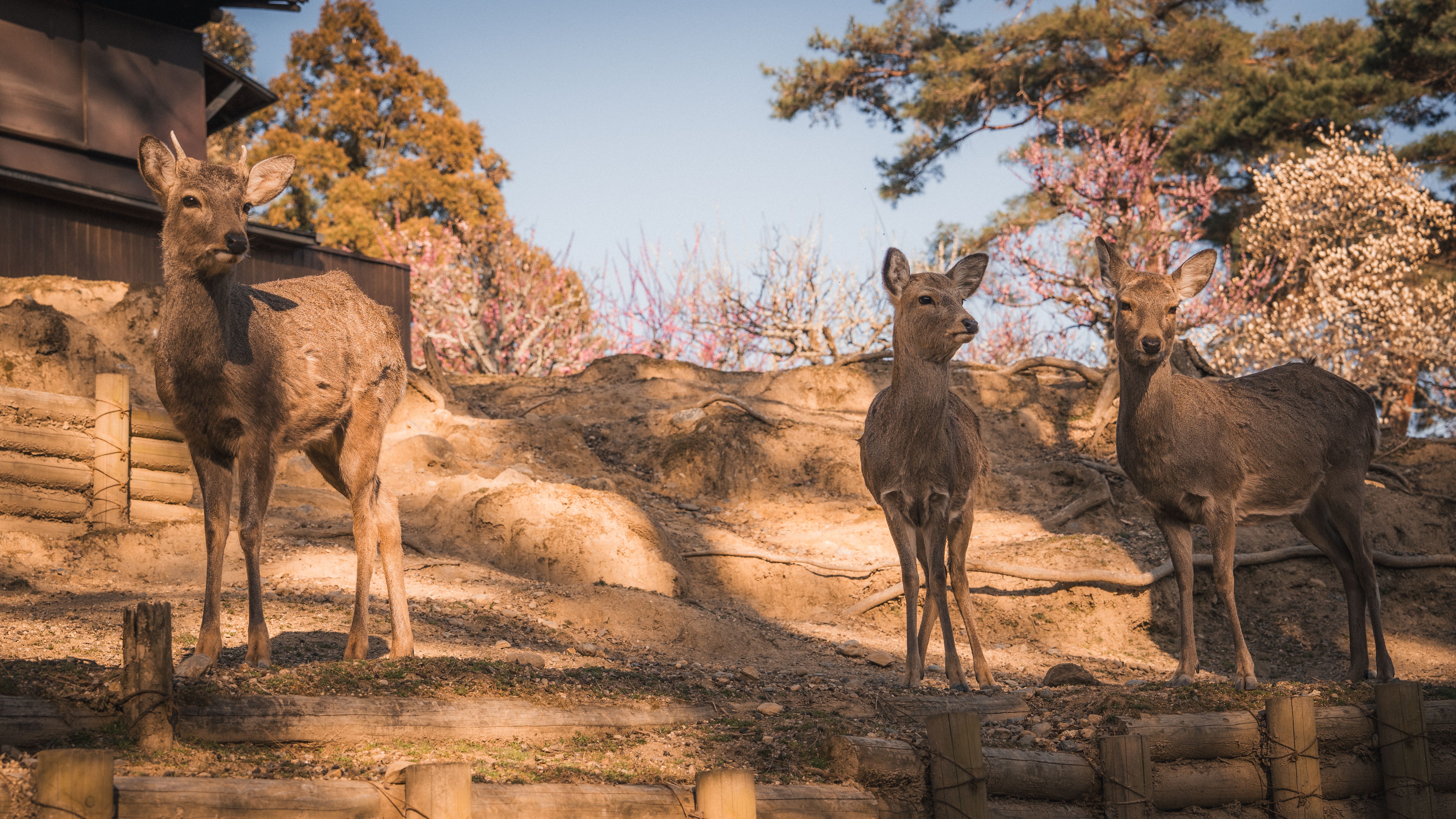 Deers