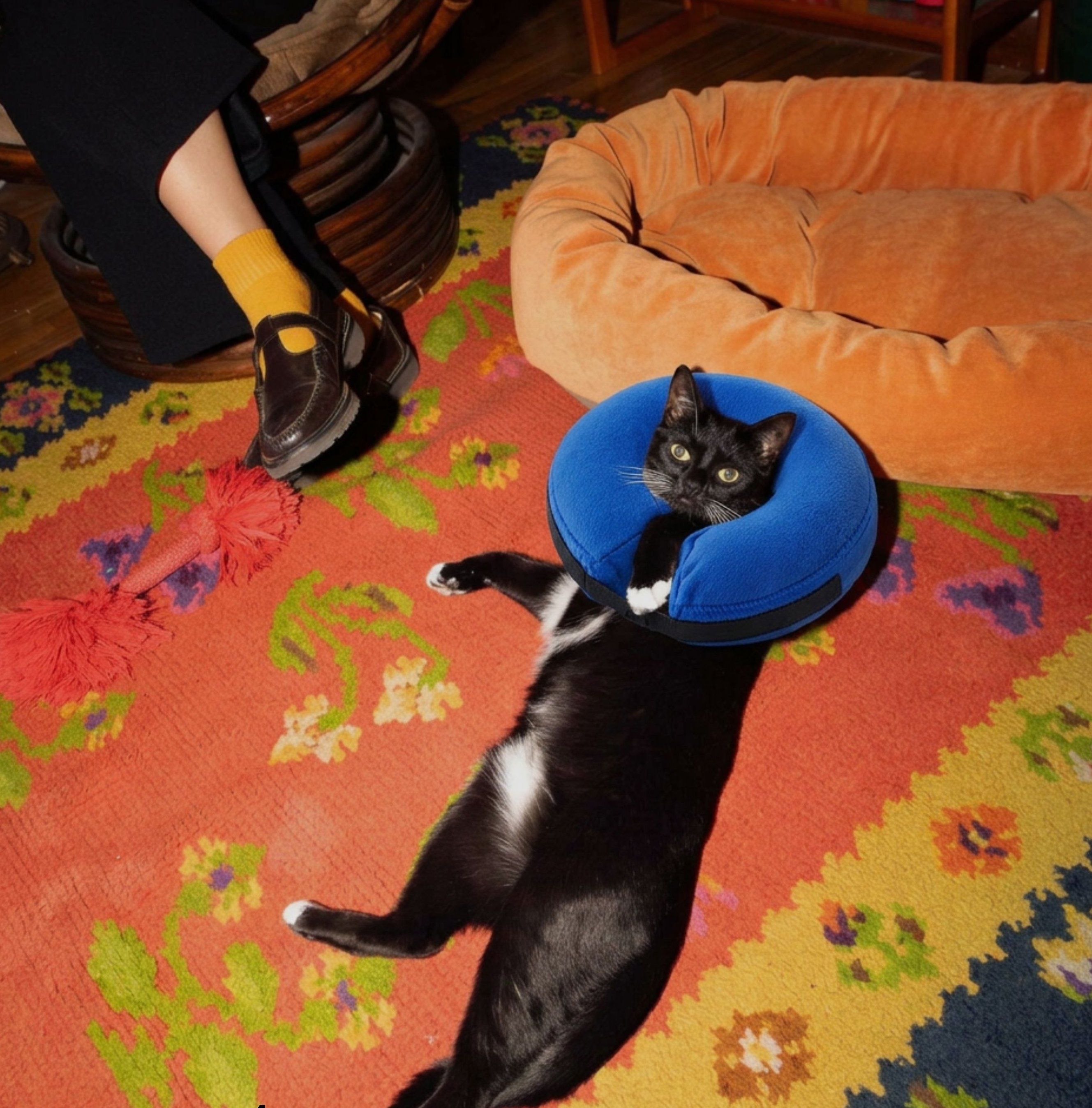 funky cat