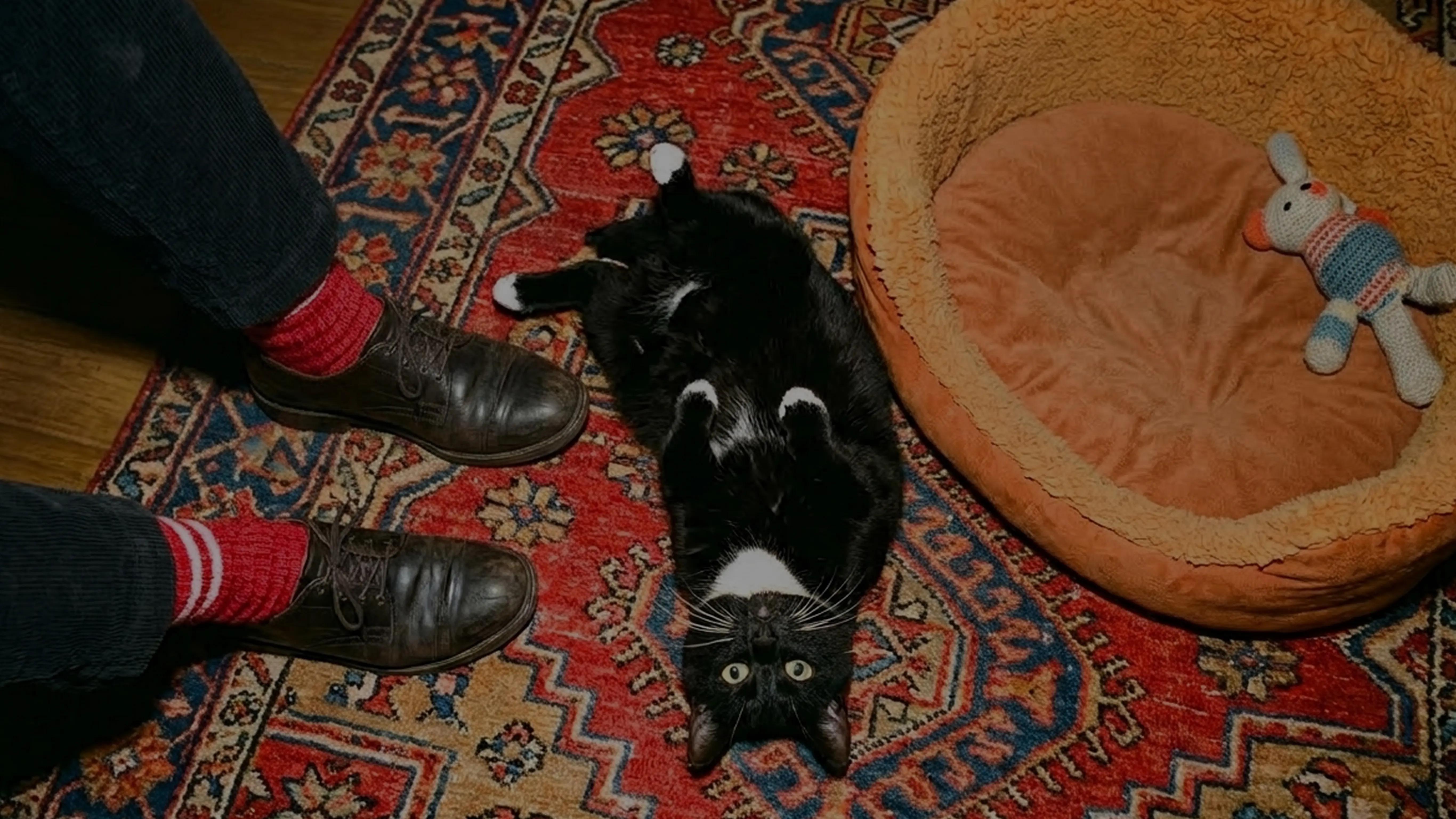 funky cat